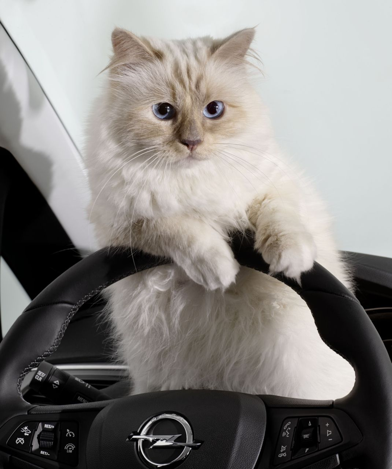 Illustration for article titled Karl Lagerfeld's Cat Is Now (Adorably) Advertising Cars